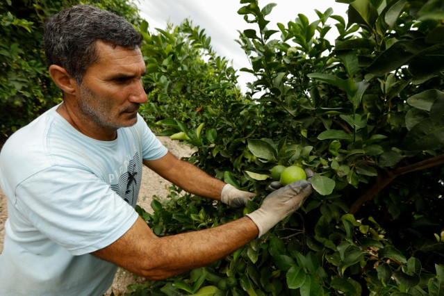 Archivo - Agricultor recogiendo limones