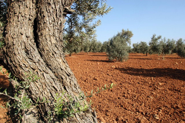 Archivo - Foto recurso de olivos en olivares de Andalucía