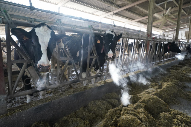Varias vacas