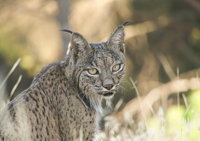 Archivo - Un ejemplar de lince ibérico.