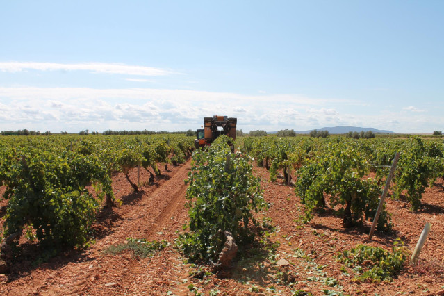 Archivo - Un trabajador utiliza un tractor para recoger uvas de una cosecha durante la temporada de vendimia de 2021,