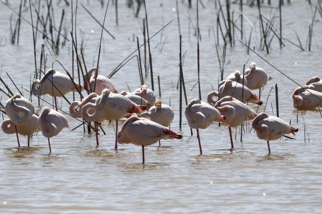 Flamencos en Doñana.