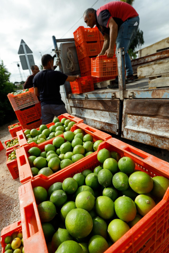 Archivo - Recolección de limones en una huerta de la comarca de Huerta de Murcia