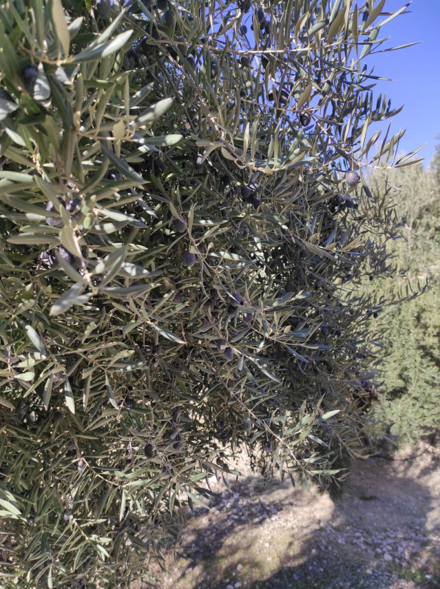 Aceituna en un olivar.