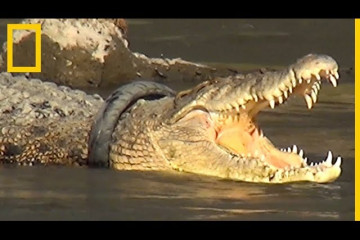Cómo salvar a un cocodrilo con una rueda en el cuello | National Geographic en Español