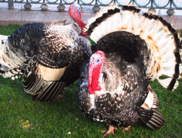 Archivo - Pavo