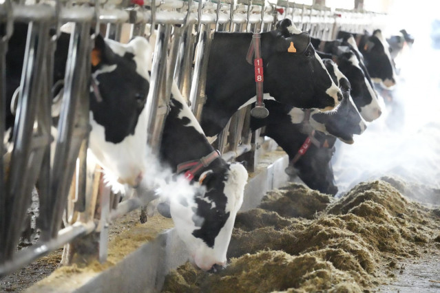 Varias vacas comen en la Ganadería El Molino