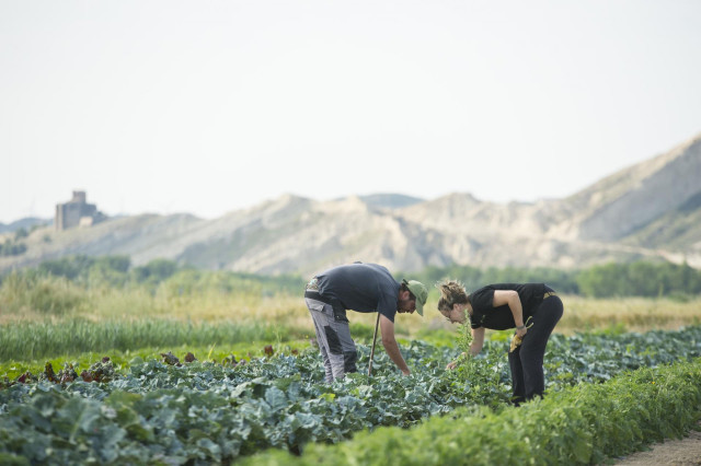 Dos personas trabajan en un cultivo, en una imagen de archivo.
