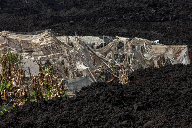 Un invernadero destrozado por la colada de lava en La Palma