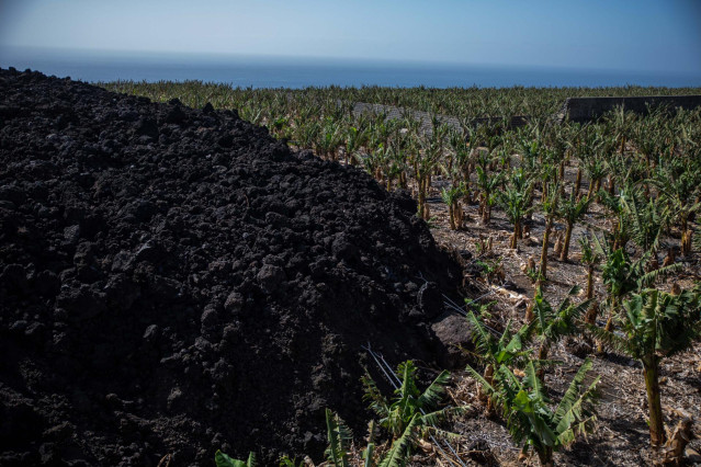 Vista de una colada de lava junto a una plantación de plátanos, a 12 de febrero de 2022, Tazacorte, La Palma, Santa Cruz de Tenerife, Canarias (España). Las diferentes coladas del volcán Cumbre Vieja cubrieron más de 1300 hectáreas en 85 días de erupción