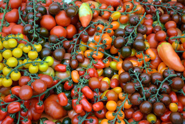 Archivo - Tomates