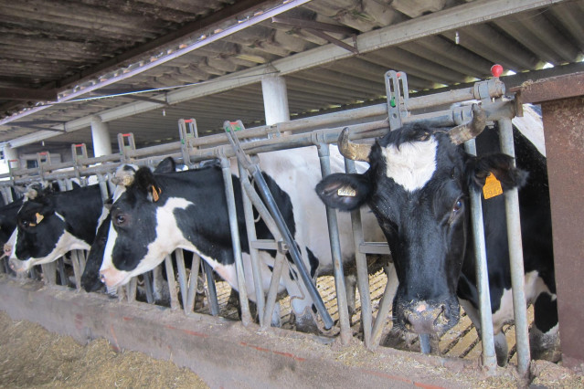 Archivo - Vacas