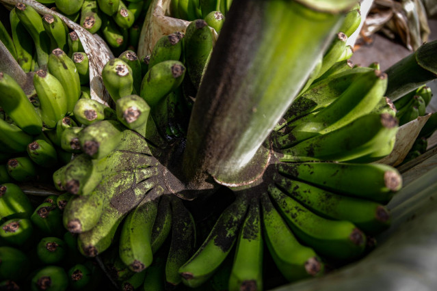 Archivo - Una piña de plátanos llena de ceniza en La Palma