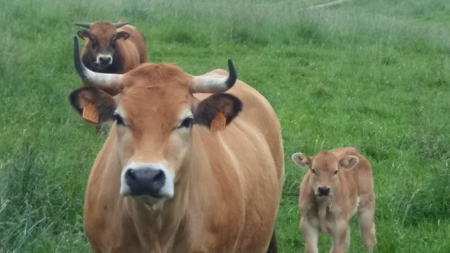 Archivo - Vacas en Cantabria