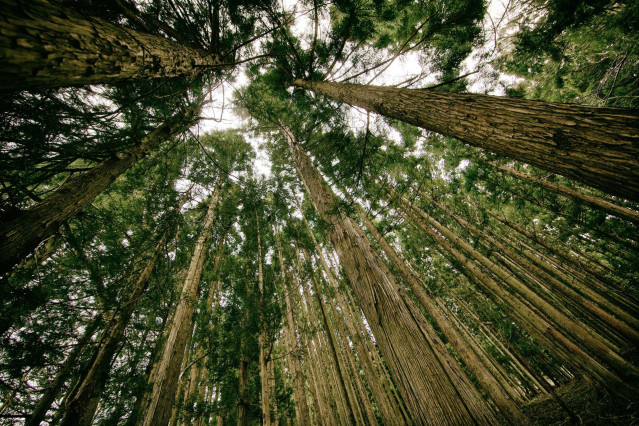 La 'startup' Forest Bank permite la eliminación de huella personal de carbono a coste cero.