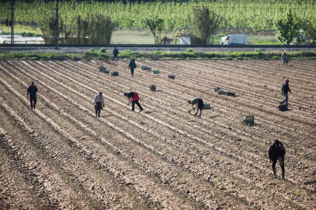 Archivo - Jornaleros trabajando en el campo