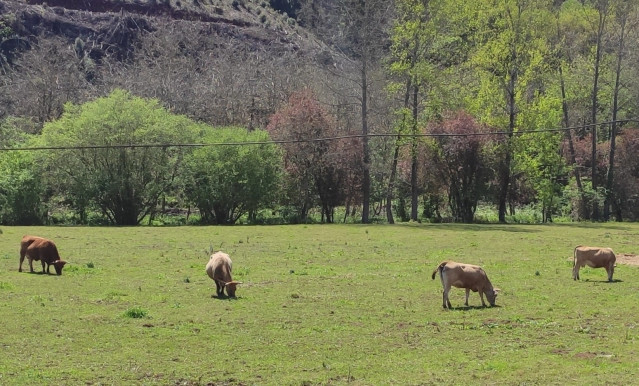 Archivo - Vacas de carne, ganadería, medio rural