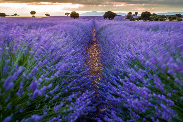 Archivo - Campos de lavanda en Brihuega