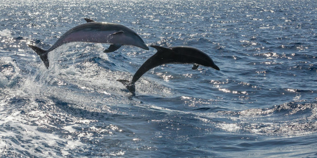 Archivo - Identifican por primera vez en delfines un patógeno causante de infecciones en humanos