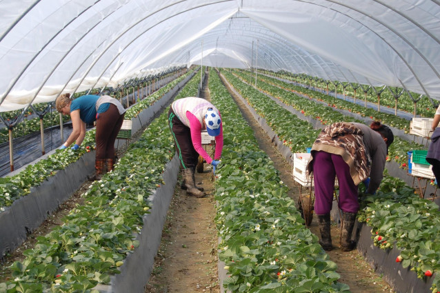 Archivo - Imagen de archivo de trabajadores en una plantación fresera de Huelva.