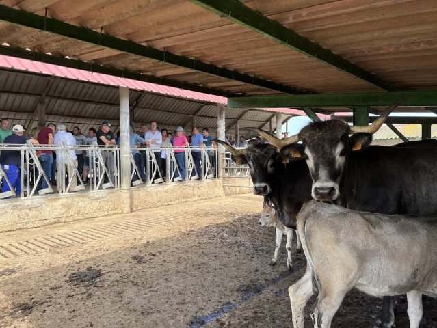 Archivo - Vacas en una estabulación en Cantabria