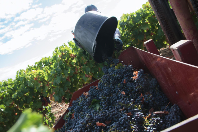 Archivo - Un vendimiador recoge uvas para la temporada de vendimia 2021, en el viñedo familiar de Javier Ruiz Barricarte, a 17 de septiembre de 2021, en Aldeanueva de Ebro, Comarca de Alfaro, La Rioja (España).