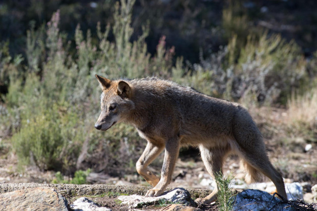 Archivo - Un lobo ibérico del Centro del Lobo Ibérico en localidad de Robledo de Sanabria, en plena Sierra de la Culebra (lugar de mayor concentración de este cánido en el Sur de Europa). El Centro alberga 11 ejemplares de este animal en situación de semi