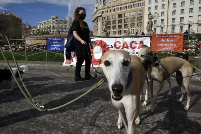 Archivo - Un galgo durante la manifestación bajo el lema `No a la caza´ en Barcelona, Cataluña (España), a 7 de febrero de 2021.