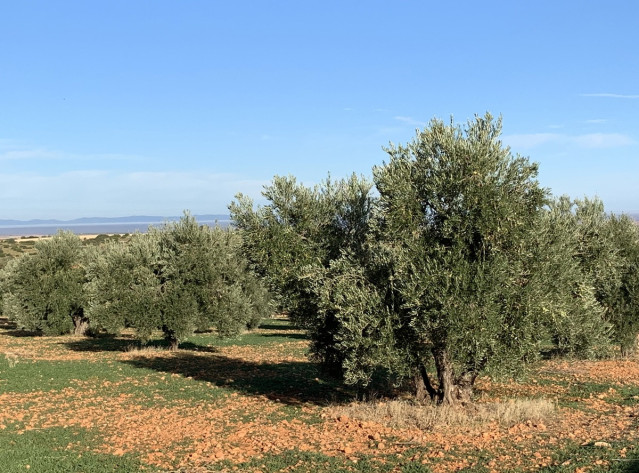 Archivo - Olivar en Castilla-La Mancha