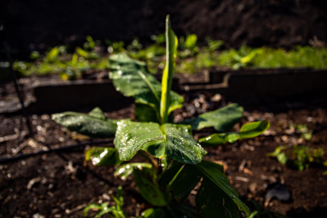 Replantación de varias fincas de cultivo de plátano que quedaron arrasadas por la lava del volcán en el municipio de Tazacorte, a 14 de septiembre de 2022, en La Palma, Santa Cruz de Tenerife Canarias (España). La erupción del volcán Tajogaite (Cumbre Vie