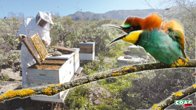 Abejaruco y colmenas de miel