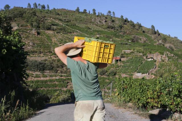 Un vendimiador y cosechero recoge racimos de garnacha