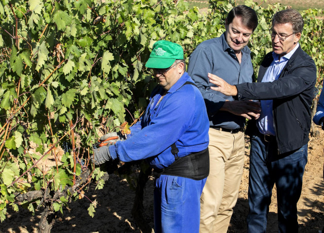 El presidente de la Junta de Castilla y León, Alfonso Fernández Mañueco (c) y el  presidente del PP, Alberto Núñez Feijóo (d), observan a un trabajador vendimiar en un viñedo de denominación de origen Ribera del Duero .