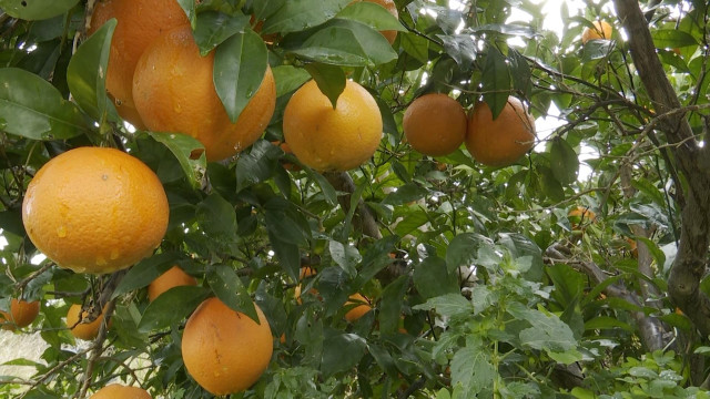 Archivo - Intercitrus califica de 