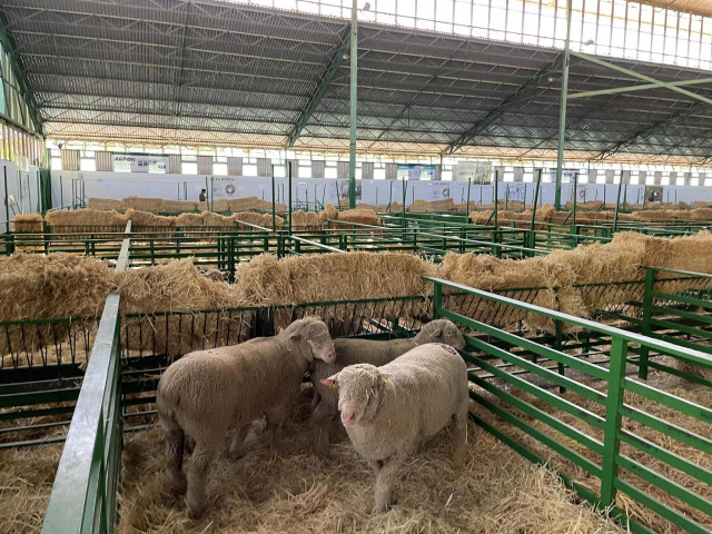 Feria de Zafra