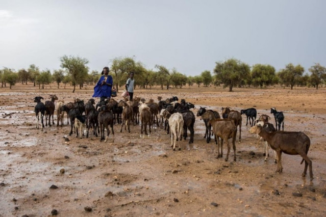 Archivo - Pastores con su rebaño en el Sahel