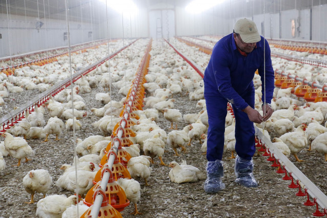 Archivo - Avicultor en su granja de pollos