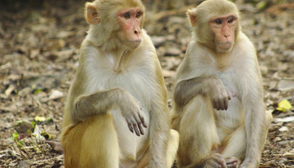 EuropaPress 1350352 dieta rica grasas embarazo puede provocar problemas mentales bebe