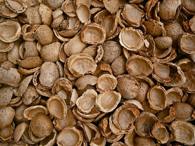 Cáscaras de almendras