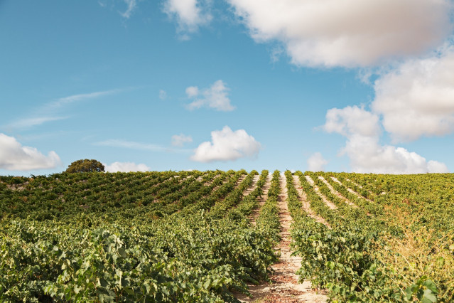 Viñedos de Bodega Leda