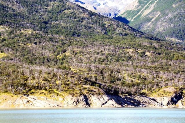 Archivo - Árboles muertos y vivos de ‘Nothofagus pumulio’ debido a la sequía de 2011-2012 cerca de Lago Argentino, en Los Andes de la Patagonia argentina (Santa Cruz, Argentina).