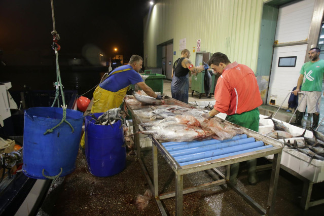 Archivo - Pescadores limpian el bonito tras su recogida en el mar, a 12 de agosto de 2022, en el puerto de Burela, Lugo, Galicia (España). A mediados del pasado junio comenzaron las descargas de bonito en el puerto de Burela y ahora la temporada llega a s