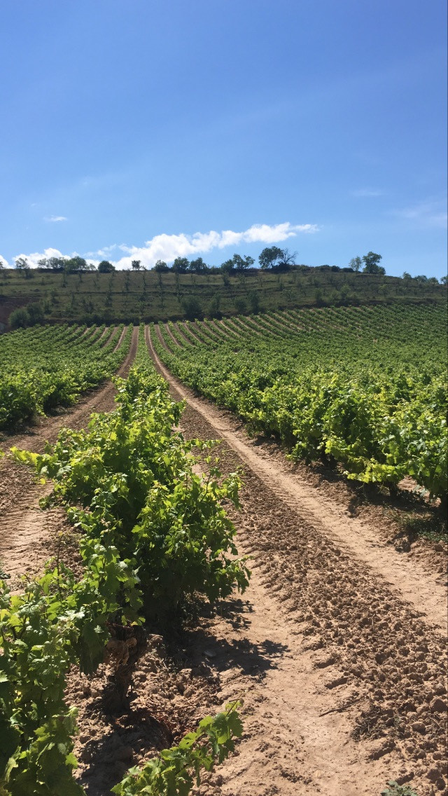Archivo - Viñedos
