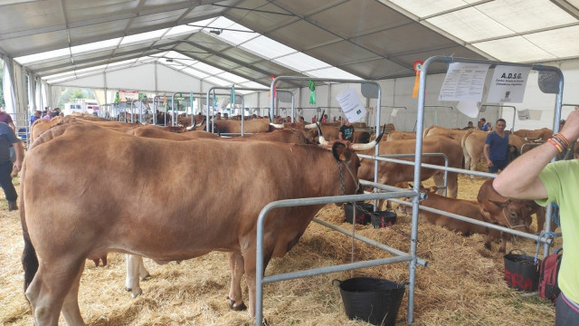 Archivo - Mercado de ganado en Villaviciosa