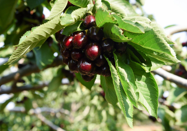Archivo - Cerezas en una finca