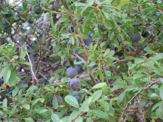 Archivo - Endrinas, Fruto Para Elaborar El Pacharán