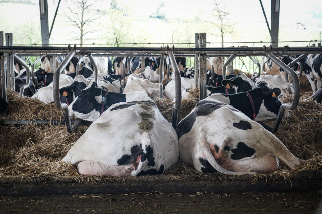 Archivo - Varias vacas tumbadas en la granja Lacturale,