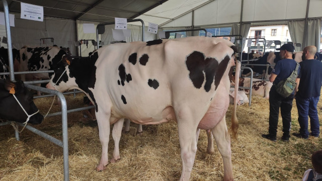 Archivo - Mercado de ganado en Villaviciosa, vacas, rural, sector primario