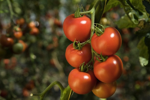 Archivo - Tomates