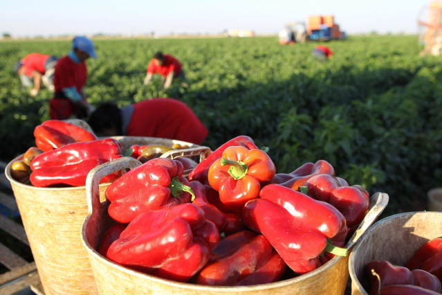 Archivo - Pimiento rojo